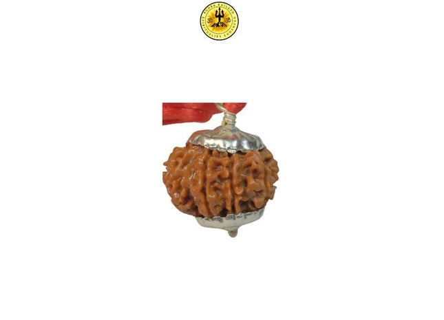 Eight Mukhi 8 Face Rudraksha - Medium I - Rudra Kailash