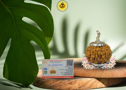 Eight Mukhi 8 Face Rudraksha - Medium II - Rudra Kailash