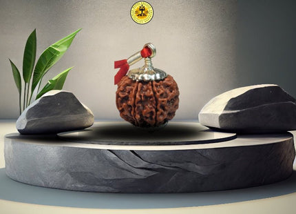 Eight Mukhi 8 Face Rudraksha - Medium III - Rudra Kailash