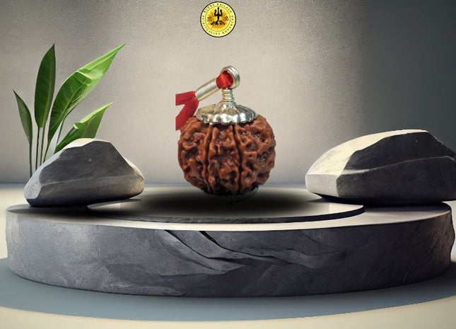 Eight Mukhi 8 Face Rudraksha - Medium III - Rudra Kailash