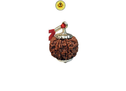 Eight Mukhi 8 Face Rudraksha - Medium III - Rudra Kailash