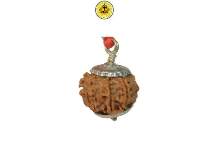 Eight Mukhi 8 Face Rudraksha - Regular - Rudra Kailash