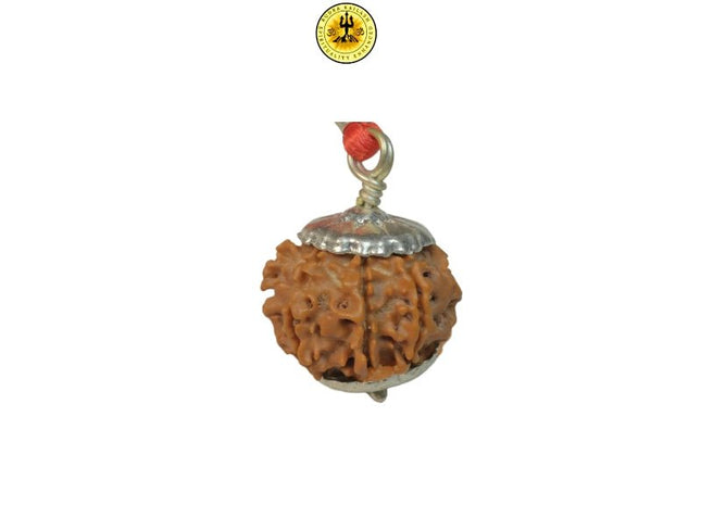 Eight Mukhi 8 Face Rudraksha - Regular - Rudra Kailash