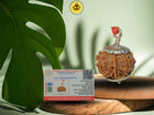 Eight Mukhi 8 Face Rudraksha - Regular - Rudra Kailash