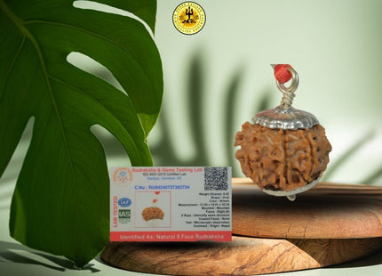 Eight Mukhi 8 Face Rudraksha - Regular - Rudra Kailash