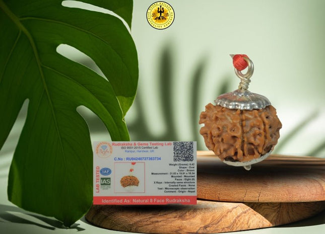 Eight Mukhi 8 Face Rudraksha - Regular - Rudra Kailash