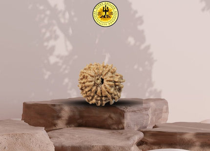 Eight Mukhi 8 Face Rudraksha - Small - Rudra Kailash