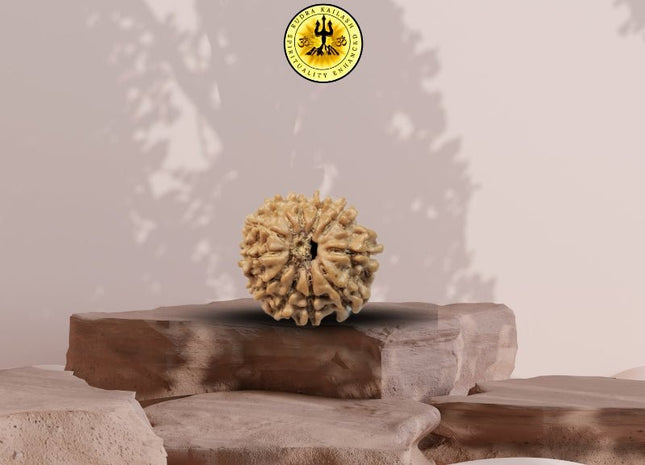 Eight Mukhi 8 Face Rudraksha - Small - Rudra Kailash