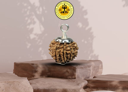 Eight Mukhi 8 Face Rudraksha - Small - Rudra Kailash