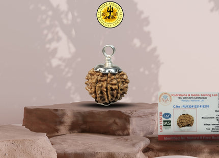 Eight Mukhi 8 Face Rudraksha - Small - Rudra Kailash
