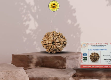 Eight Mukhi 8 Face Rudraksha - Small - Rudra Kailash