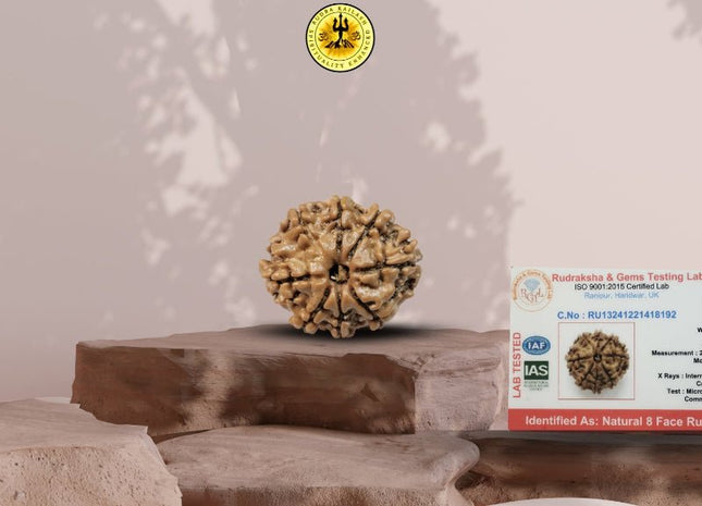 Eight Mukhi 8 Face Rudraksha - Small - Rudra Kailash
