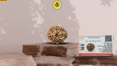 Eight Mukhi 8 Face Rudraksha - Small - Rudra Kailash
