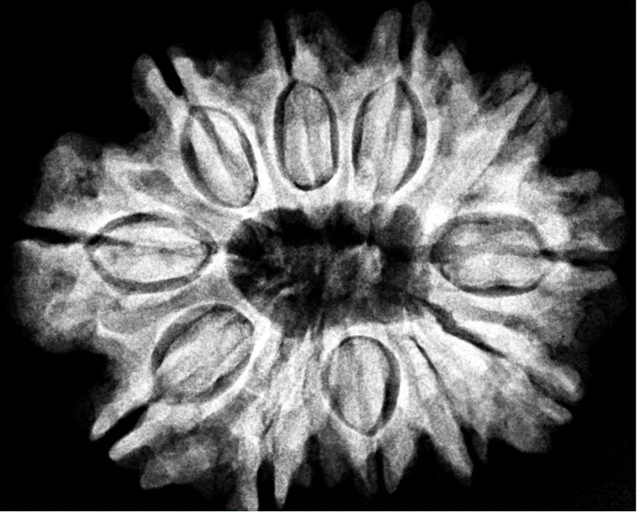 Eleven Mukhi 11 Face Rudraksha Premium: Lord Hanuman Power, Boosts Willpower, Concentration - Rudra Kailash