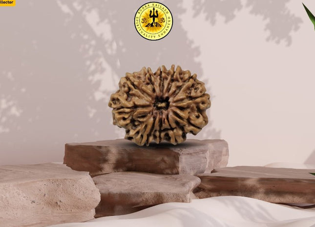 Eleven Mukhi 11 Face Rudraksha Premium: Lord Hanuman Power, Boosts Willpower, Concentration - Rudra Kailash