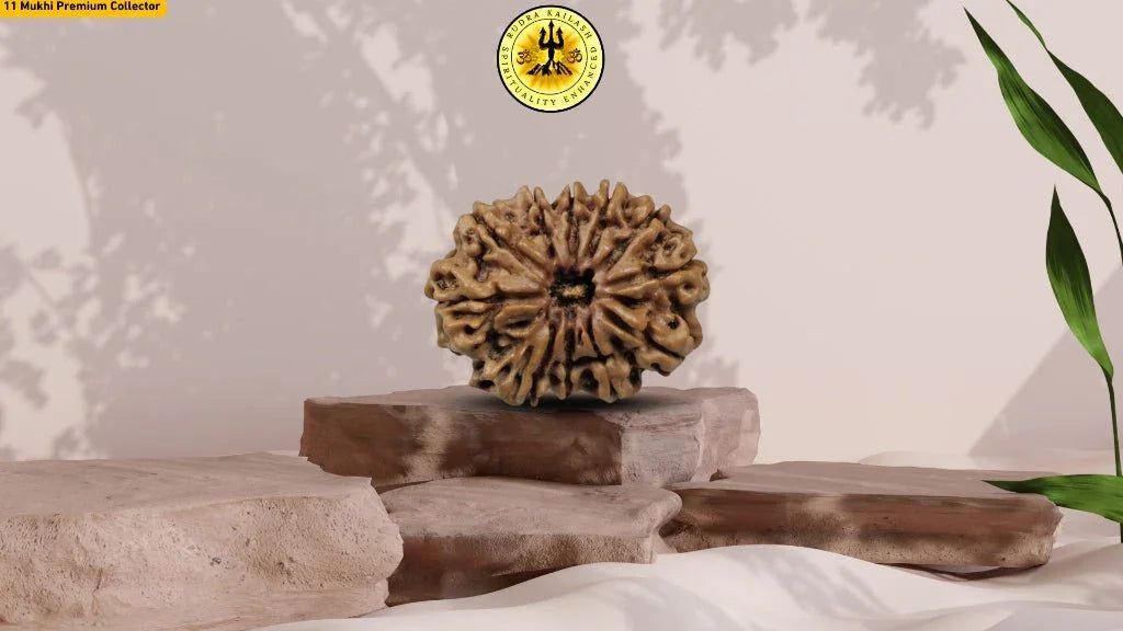 Eleven Mukhi 11 Face Rudraksha Premium: Lord Hanuman Power, Boosts Willpower, Concentration - Rudra Kailash