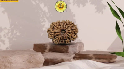 Eleven Mukhi 11 Face Rudraksha Premium: Lord Hanuman Power, Boosts Willpower, Concentration - Rudra Kailash