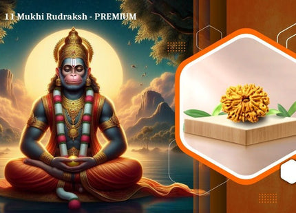 Eleven Mukhi 11 Face Rudraksha Premium: Lord Hanuman Power, Boosts Willpower, Concentration - Rudra Kailash