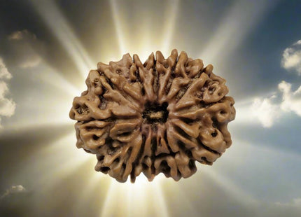 Eleven Mukhi 11 Face Rudraksha Premium: Lord Hanuman Power, Boosts Willpower, Concentration - Rudra Kailash