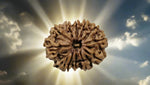 Eleven Mukhi 11 Face Rudraksha Premium: Lord Hanuman Power, Boosts Willpower, Concentration - Rudra Kailash