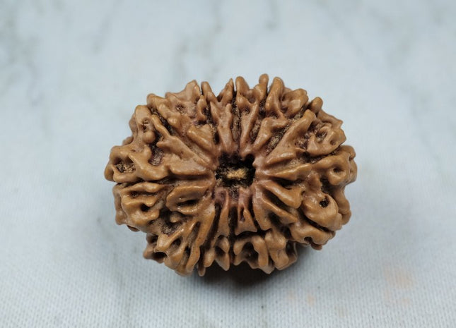 Eleven Mukhi 11 Face Rudraksha Premium: Lord Hanuman Power, Boosts Willpower, Concentration - Rudra Kailash