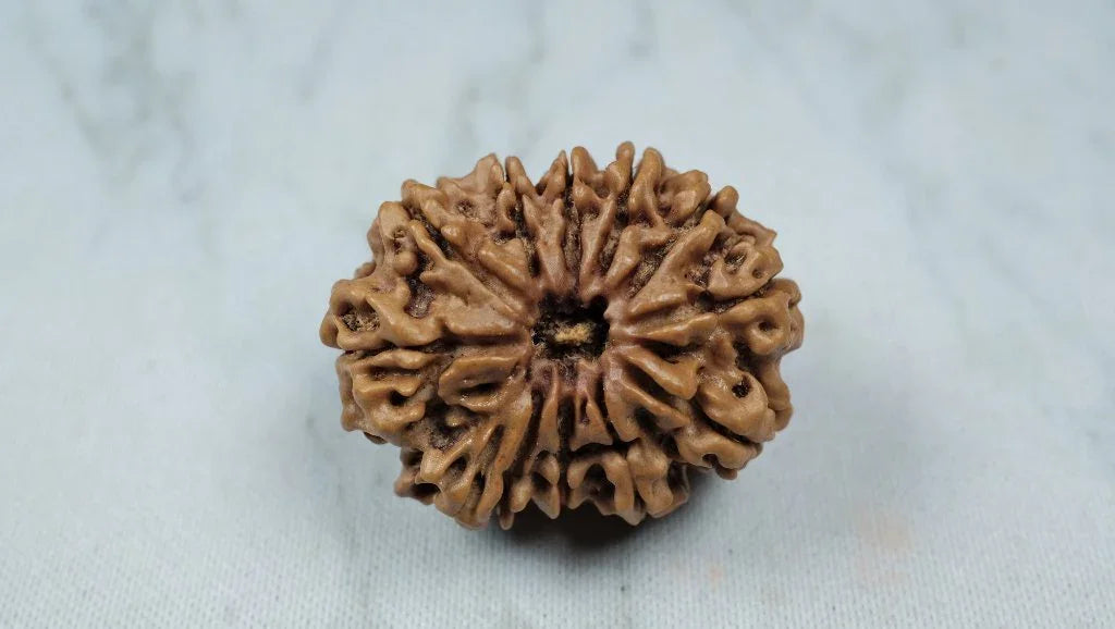 Eleven Mukhi 11 Face Rudraksha Premium: Lord Hanuman Power, Boosts Willpower, Concentration - Rudra Kailash