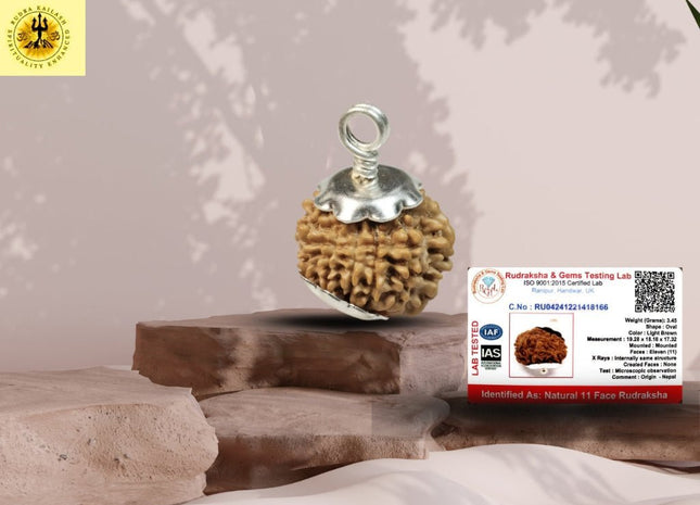 Eleven Mukhi 11 Face Rudraksha - Small - Rudra Kailash