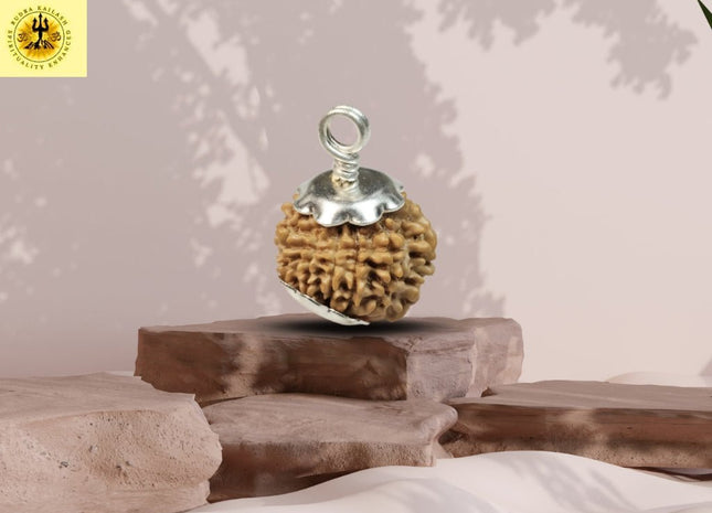 Eleven Mukhi 11 Face Rudraksha - Small - Rudra Kailash