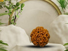 Five Mukhi 5 Face Panch Mukhi Rudraksha - Collector - Rudra Kailash
