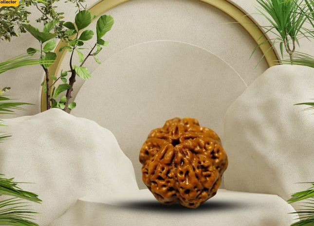 Five Mukhi 5 Face Panch Mukhi Rudraksha - Collector - Rudra Kailash