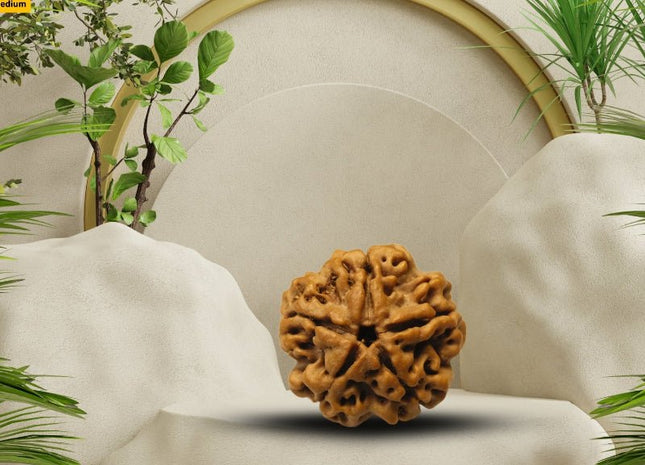 Five Mukhi 5 Face Panch Mukhi Rudraksha - Medium | Kumbh Mela Special - Rudra Kailash