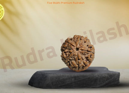 Five Mukhi 5 Face Premium Rudraksha – Peace, Protection, Spiritual Growth - Rudra Kailash