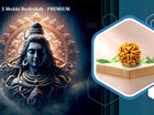 Five Mukhi 5 Face Premium Rudraksha – Peace, Protection, Spiritual Growth - Rudra Kailash
