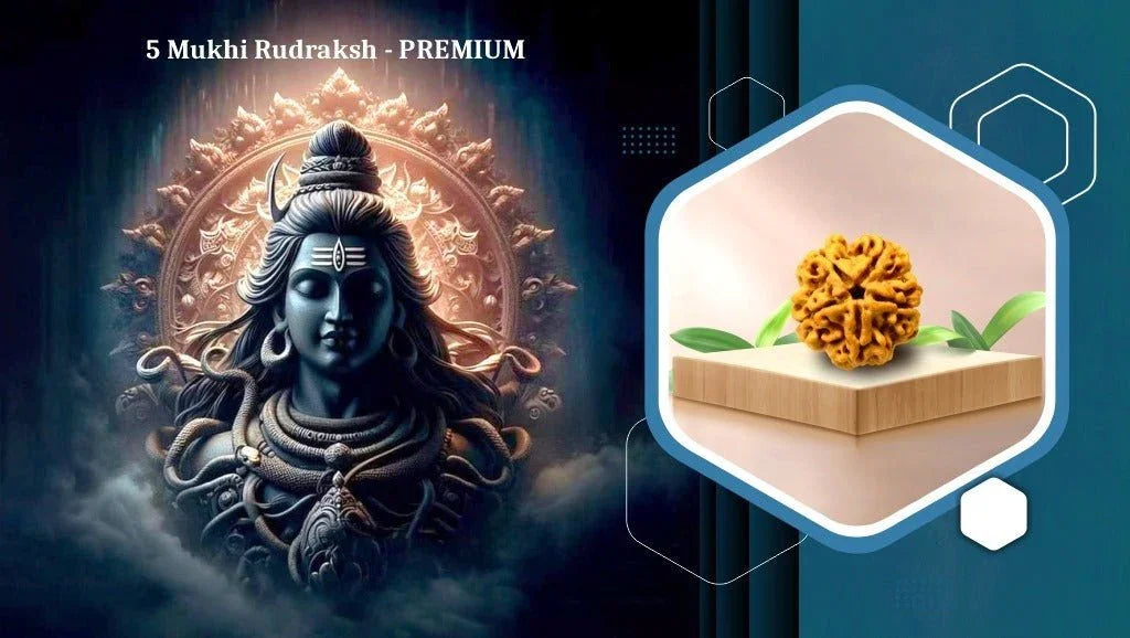 Five Mukhi 5 Face Premium Rudraksha – Peace, Protection, Spiritual Growth - Rudra Kailash