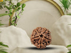 Five Mukhi Five Face Panch Mukhi Rudraksha - Regular - Rudra Kailash