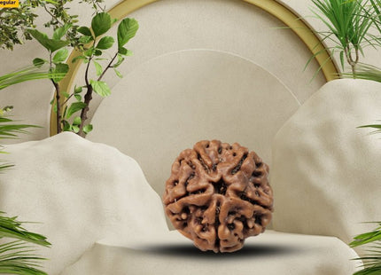 Five Mukhi Five Face Panch Mukhi Rudraksha - Regular - Rudra Kailash