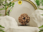 Four Mukhi 4 Face Rudraksha - Medium - Rudra Kailash