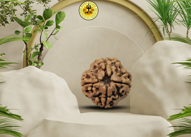 Four Mukhi 4 Face Rudraksha - Medium - Rudra Kailash