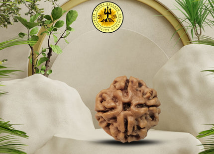 Four Mukhi 4 Face Rudraksha - Regular - Rudra Kailash
