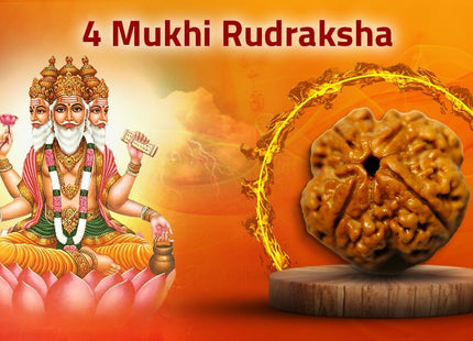 Four Mukhi 4 Face Rudraksha - Regular - Rudra Kailash