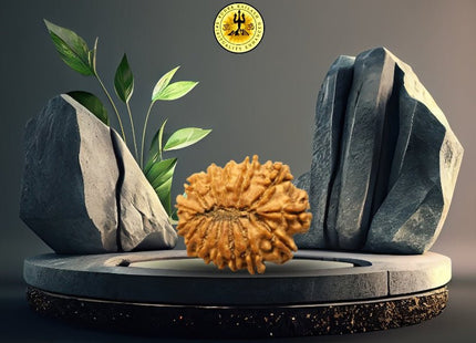 Fourteen Mukhi 14 Face Rudraksha - Collector - Rudra Kailash