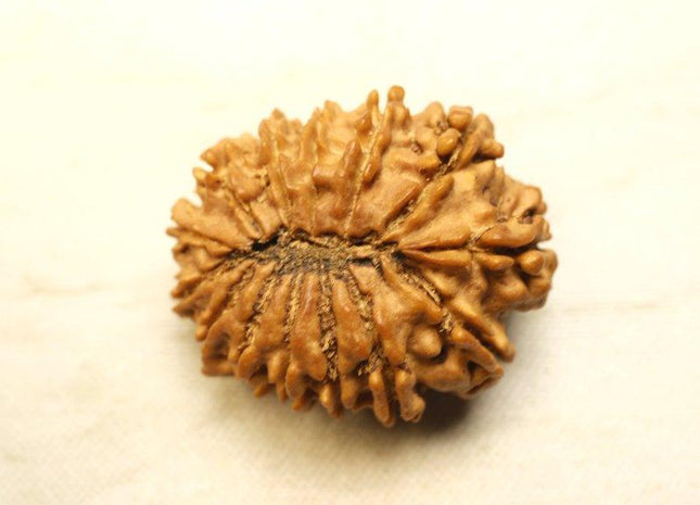 Fourteen Mukhi 14 Face Rudraksha - Collector - Rudra Kailash