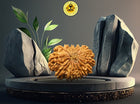 Fourteen Mukhi 14 Face Rudraksha - Collector - Rudra Kailash