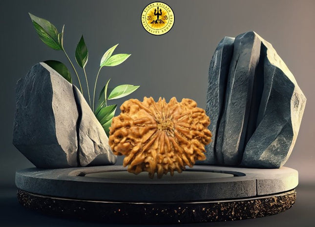 Fourteen Mukhi 14 Face Rudraksha - Collector - Rudra Kailash
