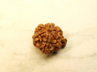 Ganesh Mukhi Rudraksh - Collector - Rudra Kailash