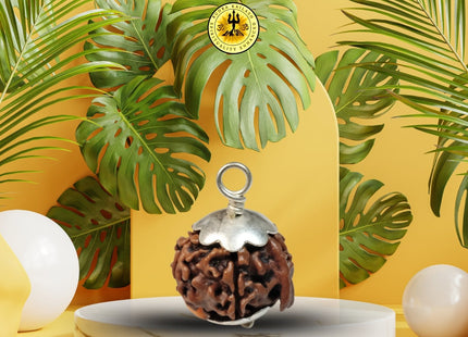 Ganesha Mukhi (Ganapathy, Vinayaka) Rudraksha - Rudra Kailash