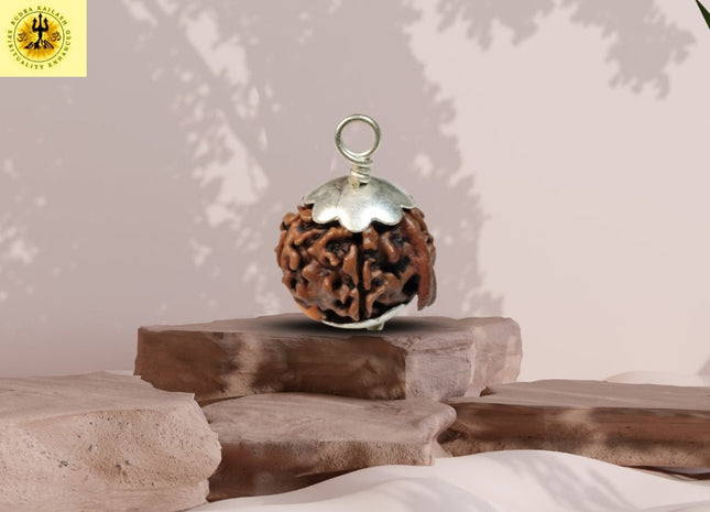 Ganesha Mukhi (Ganapathy, Vinayaka) Rudraksha - Rudra Kailash