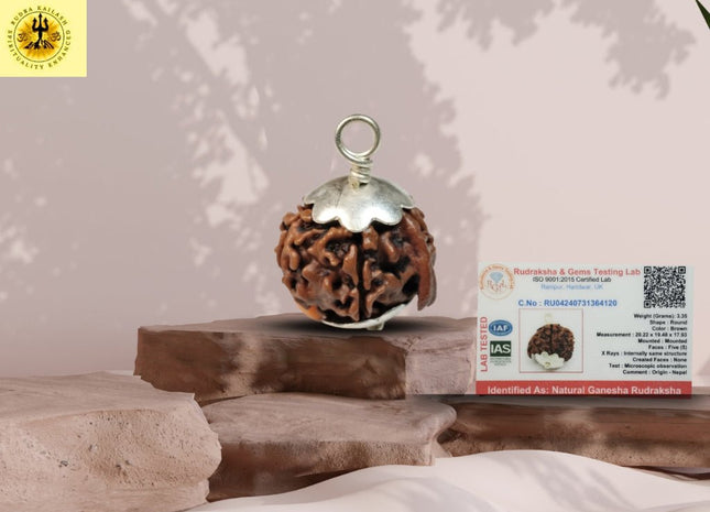 Ganesha Mukhi (Ganapathy, Vinayaka) Rudraksha - Rudra Kailash