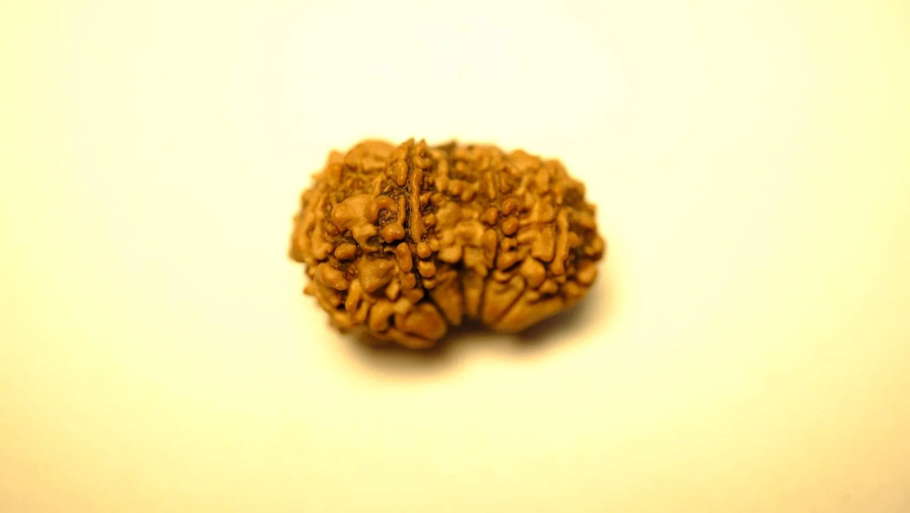 Gowri Shankar Rudraksh - Regular - Rudra Kailash