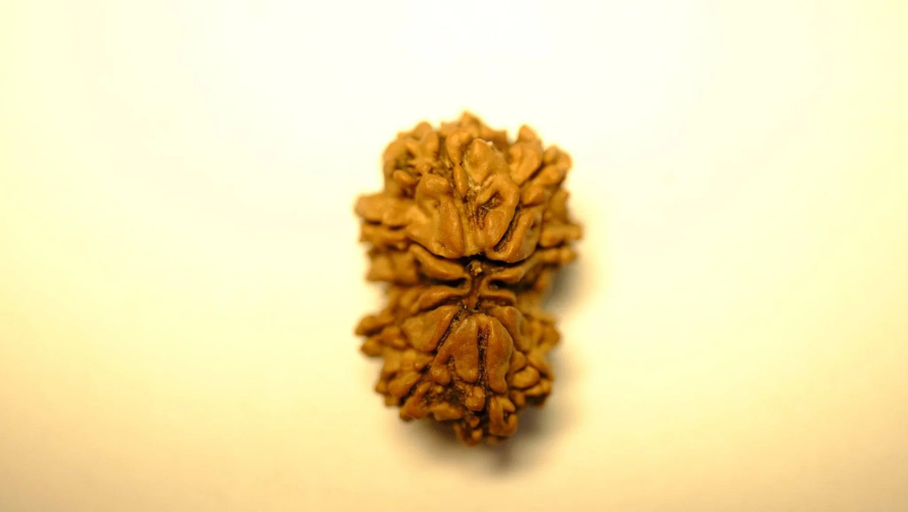 Gowri Shankar Rudraksh - Regular - Rudra Kailash